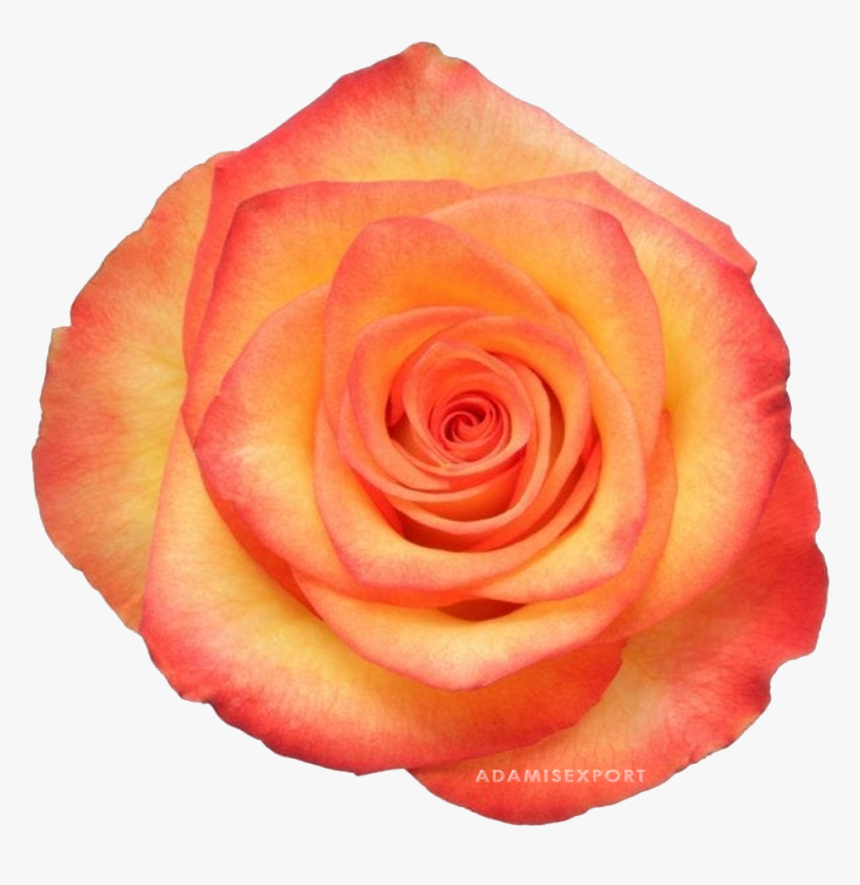 Garden Roses, HD Png Download, Free Download