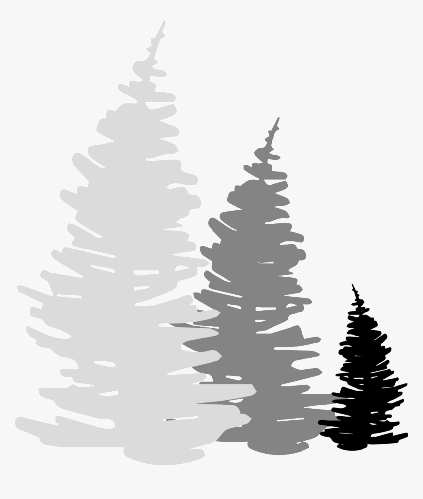 Trailroots-trees - Trail Png, Transparent Png, Free Download
