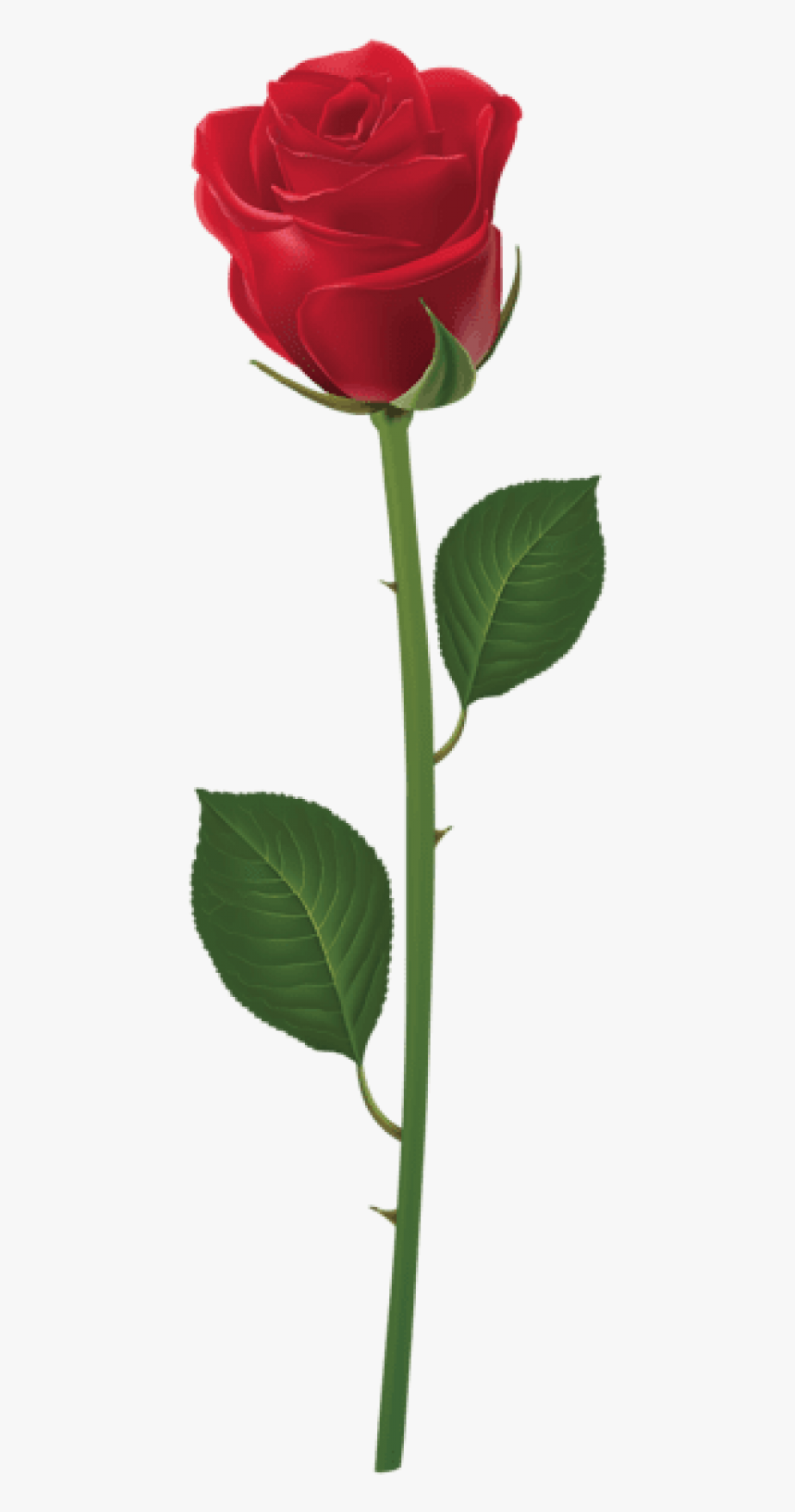Free Png Rose With Stem Red Png Png Images Transparent - Transparent Purple Long Stem Rose Png, Png Download, Free Download