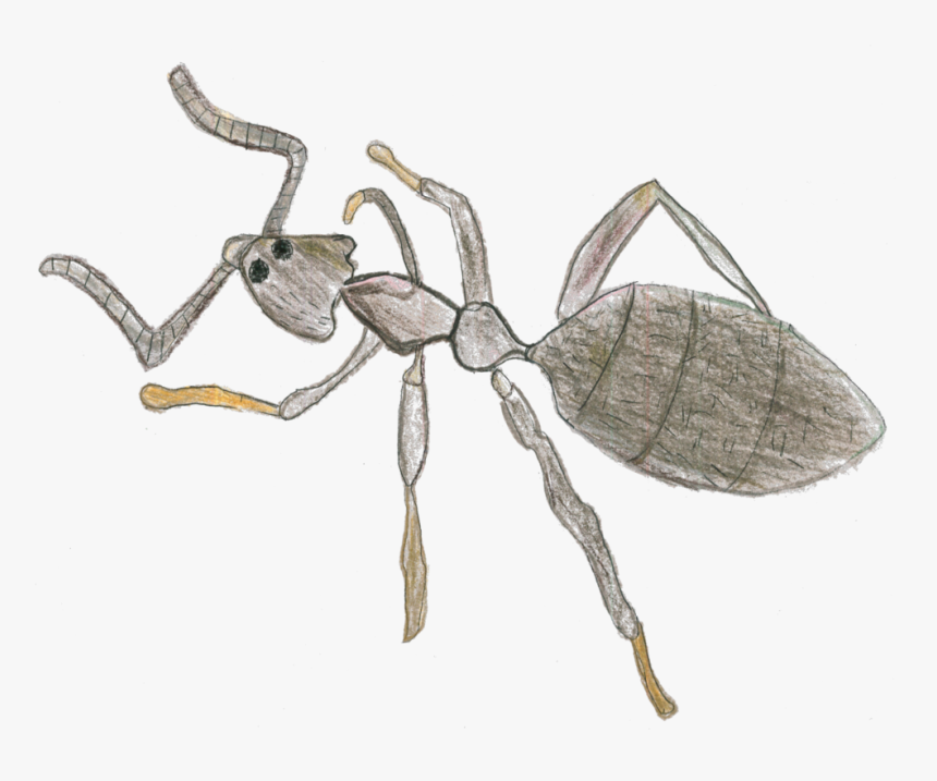Transparent Parasite Png - Ant, Png Download, Free Download