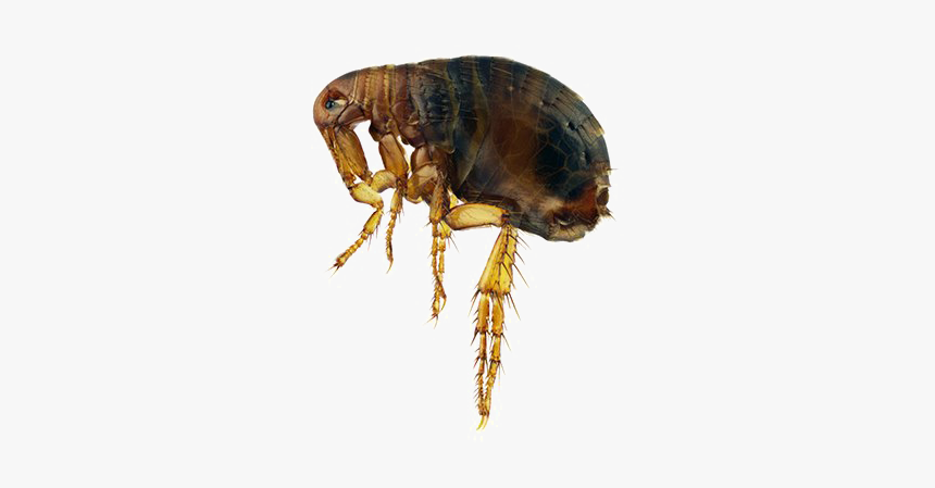 Super Fleas With Giant Willies, HD Png Download, Free Download