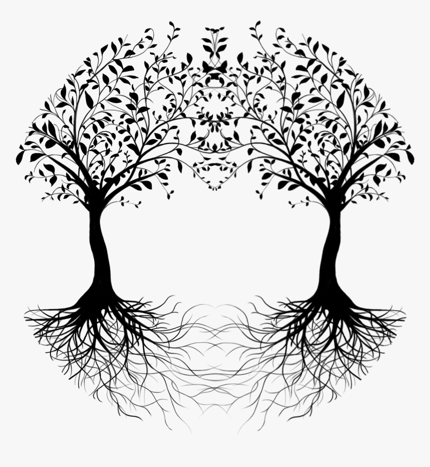 Oak Tree Drawing png download - 909*910 - Free Transparent Root png  Download. - CleanPNG / KissPNG