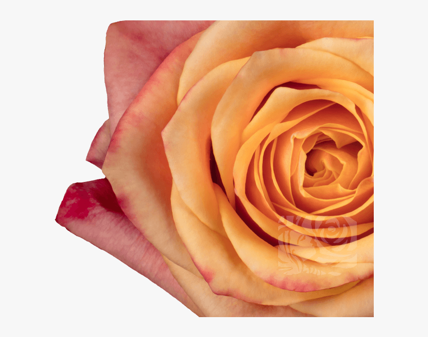 Transparent Orange Rose Png - Floribunda, Png Download, Free Download