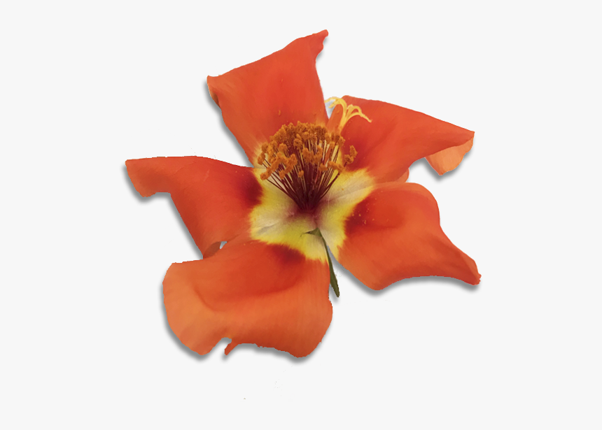 Cattleya, HD Png Download, Free Download