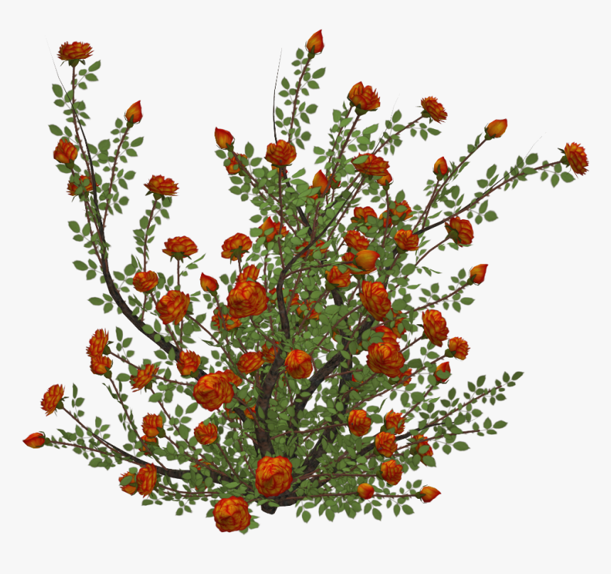 #mq #orange #rose #roses #flowers #flower #garden #nature - Orange Flower Bush Png, Transparent Png, Free Download