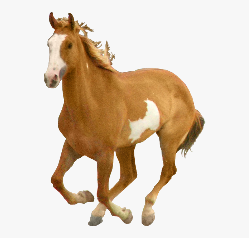 Horse Png Free Image Download - Horse Png, Transparent Png, Free Download