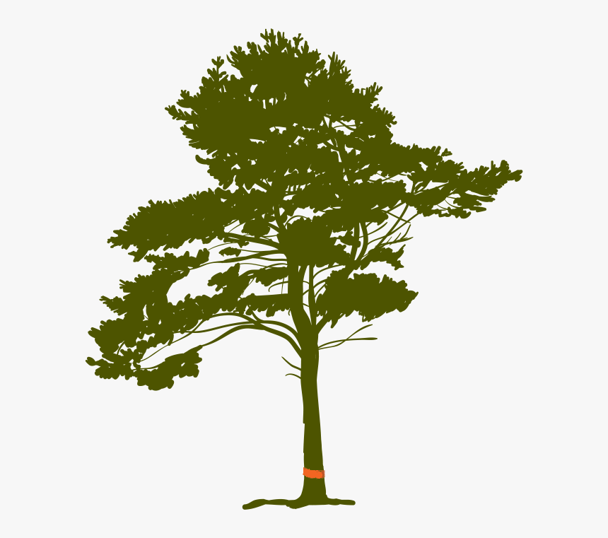 Tree Cutting Required Permits In Bridle Trails - Pine Tree Roots Clip Art, HD Png Download, Free Download