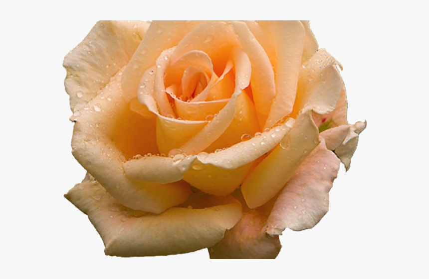 Clipart Free On Dumielauxepices - Orange Rose, HD Png Download, Free Download