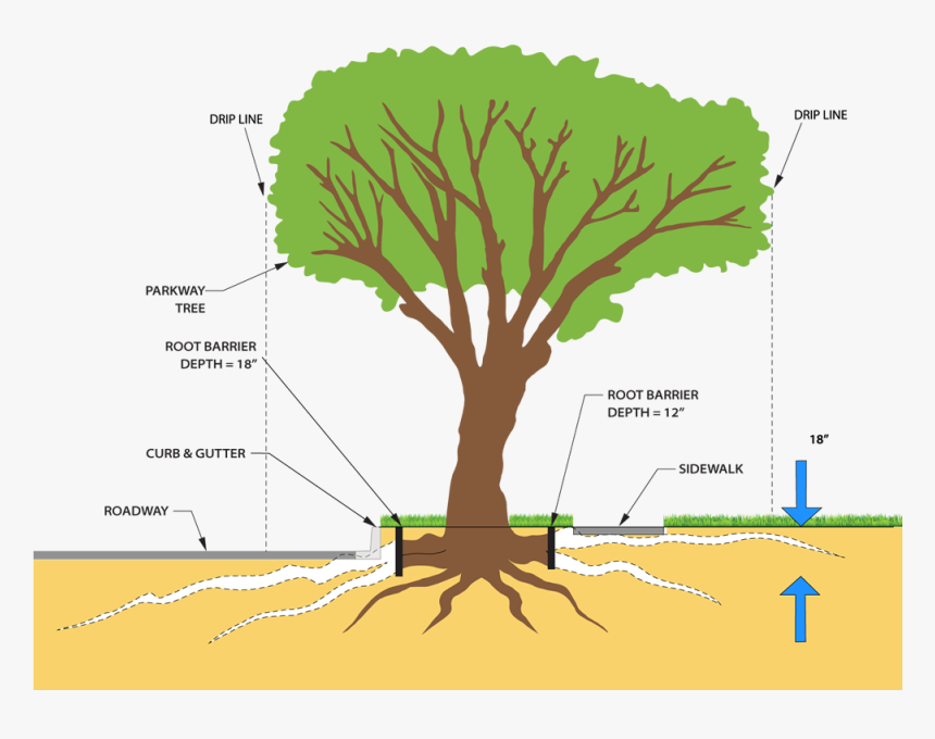 Transparent Roots Png - Maple Tree Roots System, Png Download, Free Download