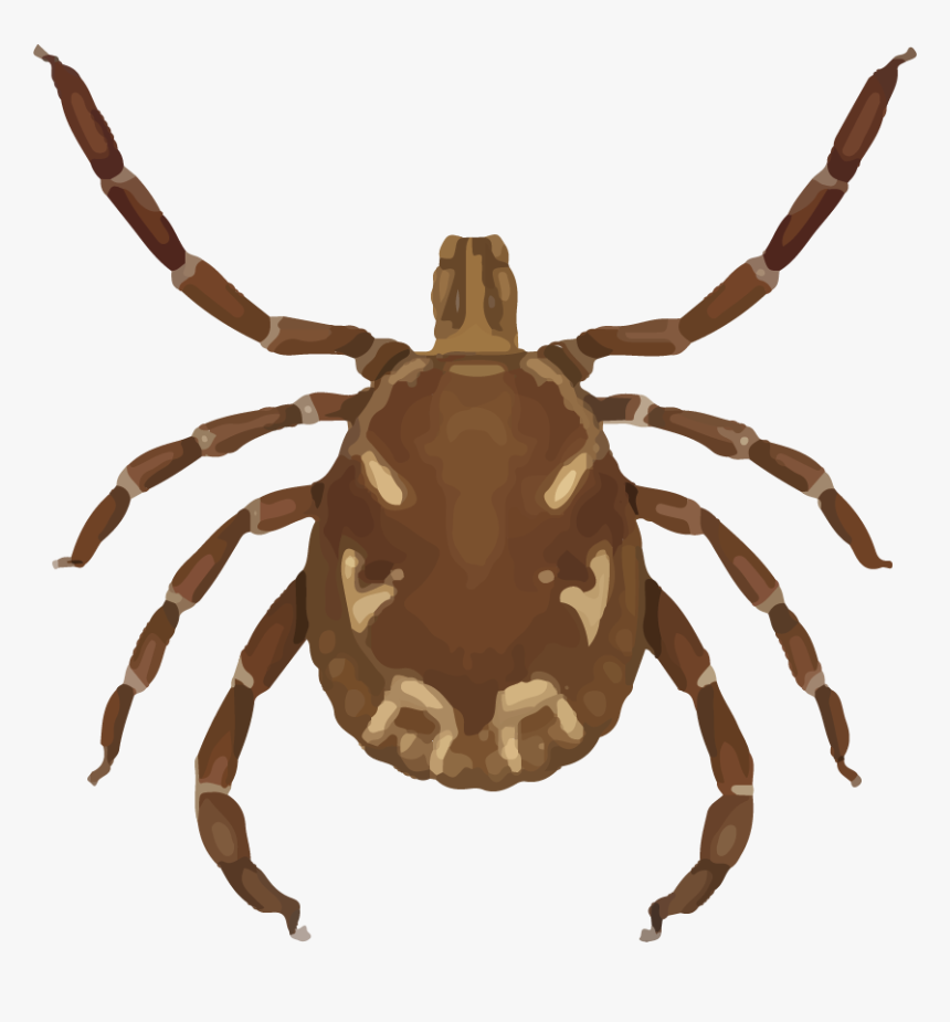 Male Lone Star Tick - Tick That Causes Meat Allergy, HD Png Download, Free Download