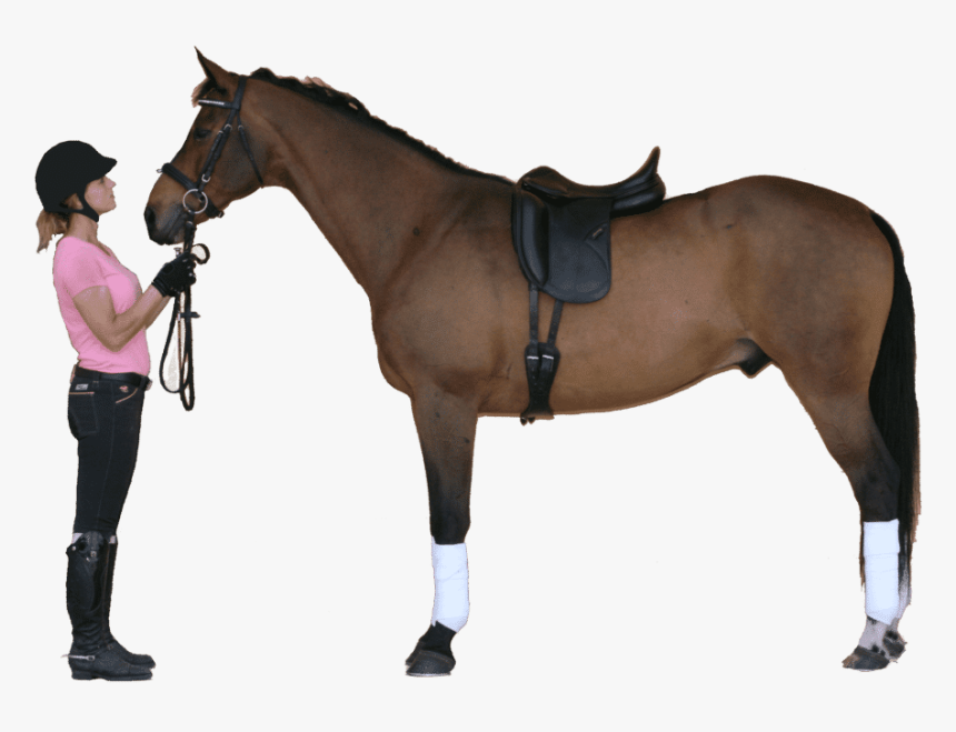 Riding-instructor - Horse With Saddle Png, Transparent Png, Free Download