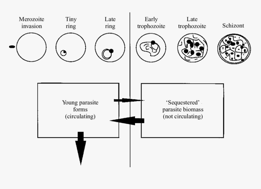 Developmental Stages Of Parasites, HD Png Download, Free Download