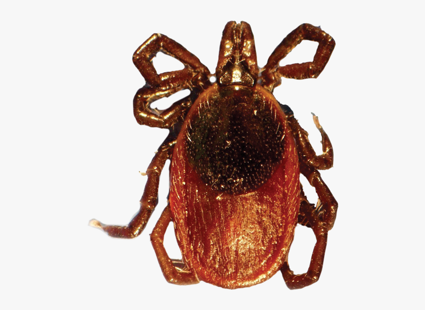 Adult Deer Tick - Tick, HD Png Download, Free Download