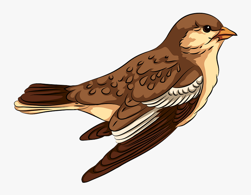 Sparrow Clipart, HD Png Download, Free Download