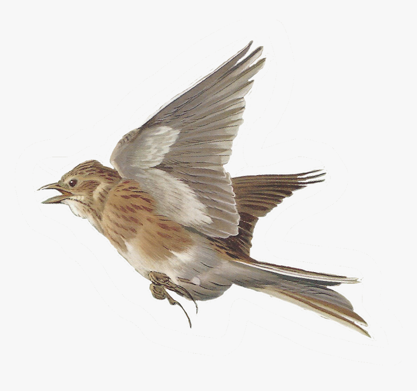House Sparrow Clipart Image Royalty Free Free Images - Nightingale Bird Flying Transparent Background, HD Png Download, Free Download