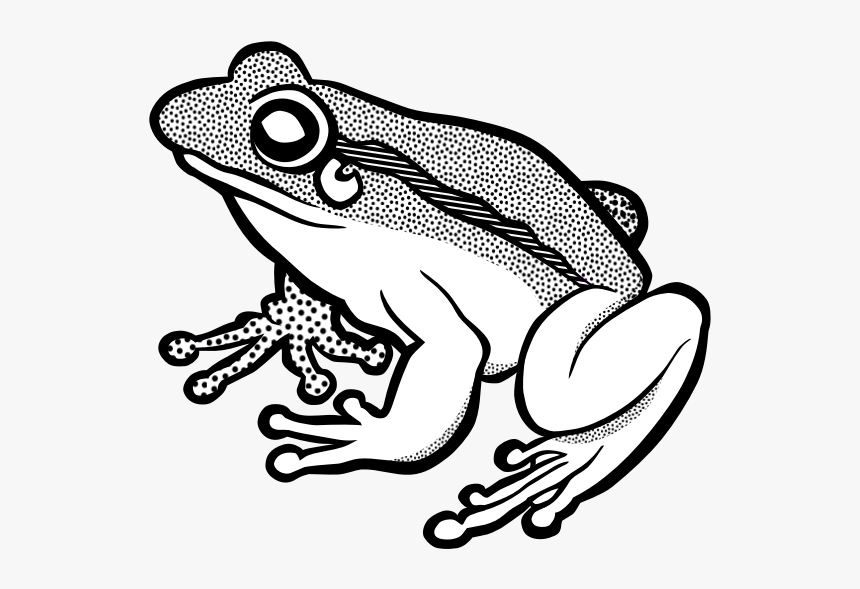 Vector Clip Art Of Waiting Frog In Black And White - Frog Lineart, HD Png Download, Free Download