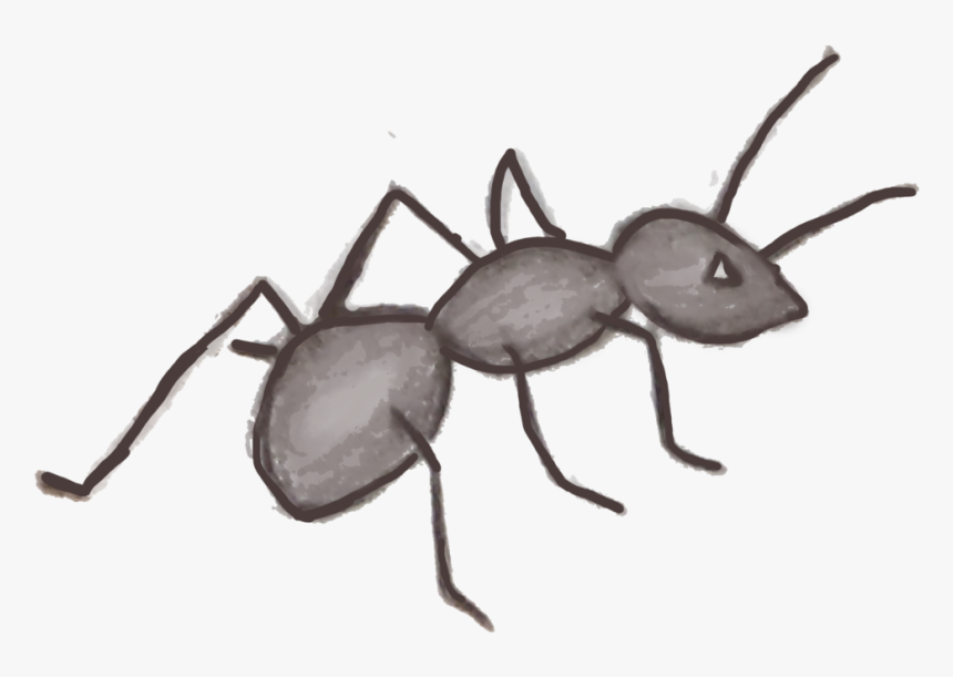 Hormiga - Black Ant No Background, HD Png Download, Free Download