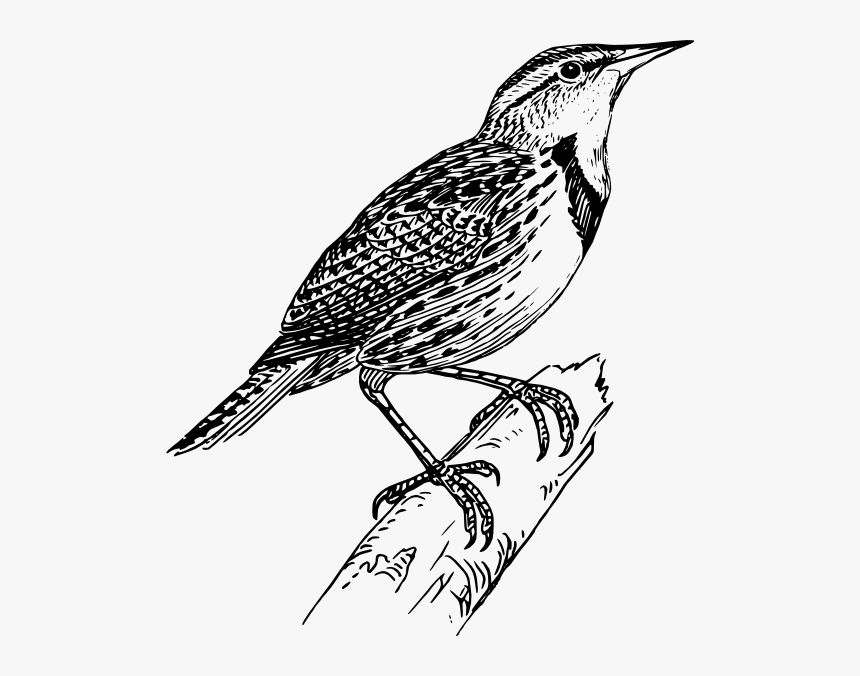 Line Drawing Of Bird, HD Png Download, Free Download