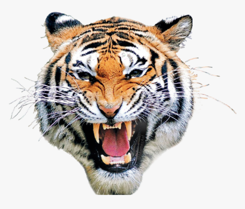 Drawing Tigers Roaring - Tiger Face Png Hd, Transparent Png, Free Download