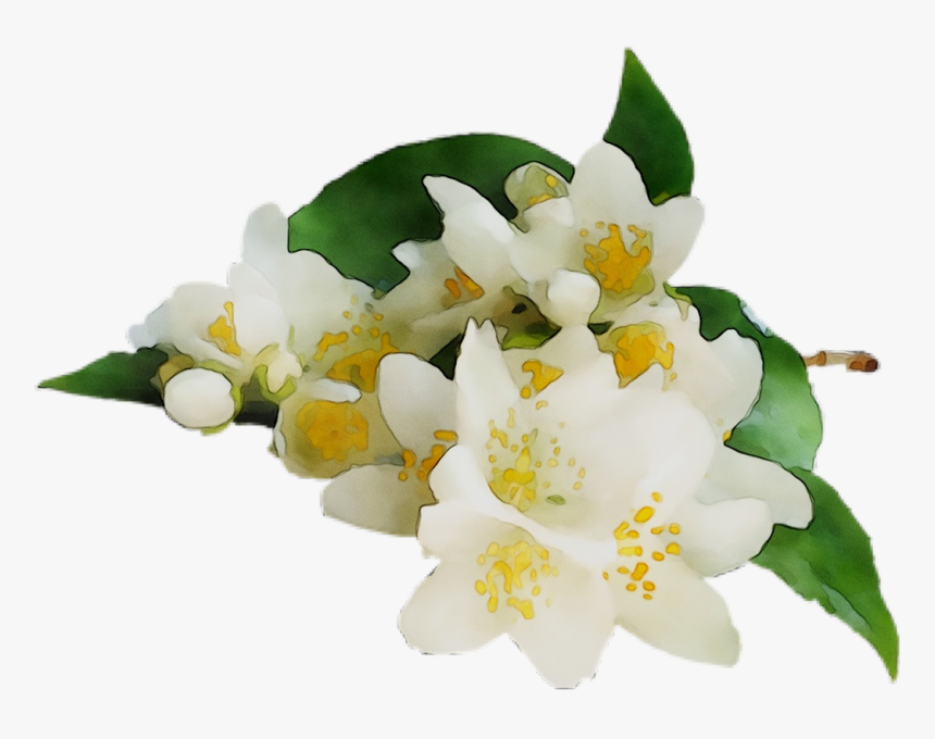 Oil Blossom Tea Jasmine Orange Essential Clipart - Orange Blossom Png, Transparent Png, Free Download