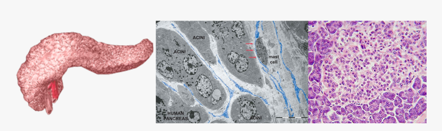 Diagram Of Pancreas And Two Photos Of Specific Pancreatic - Atlas, HD Png Download, Free Download