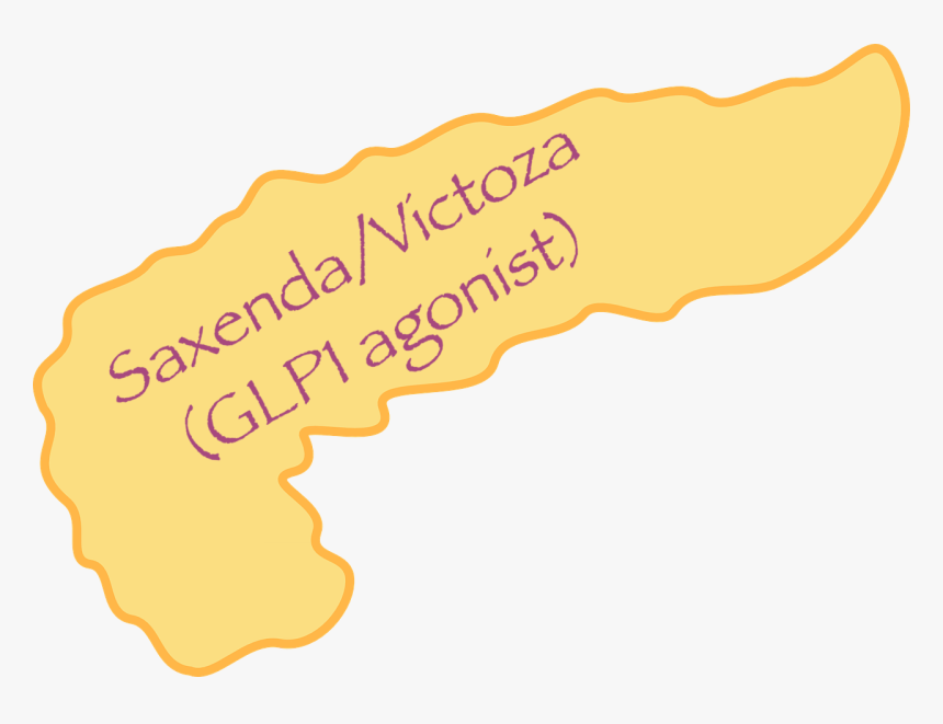 Saxenda/victoza, Lipase & Acute Pancreatitis, HD Png Download, Free Download