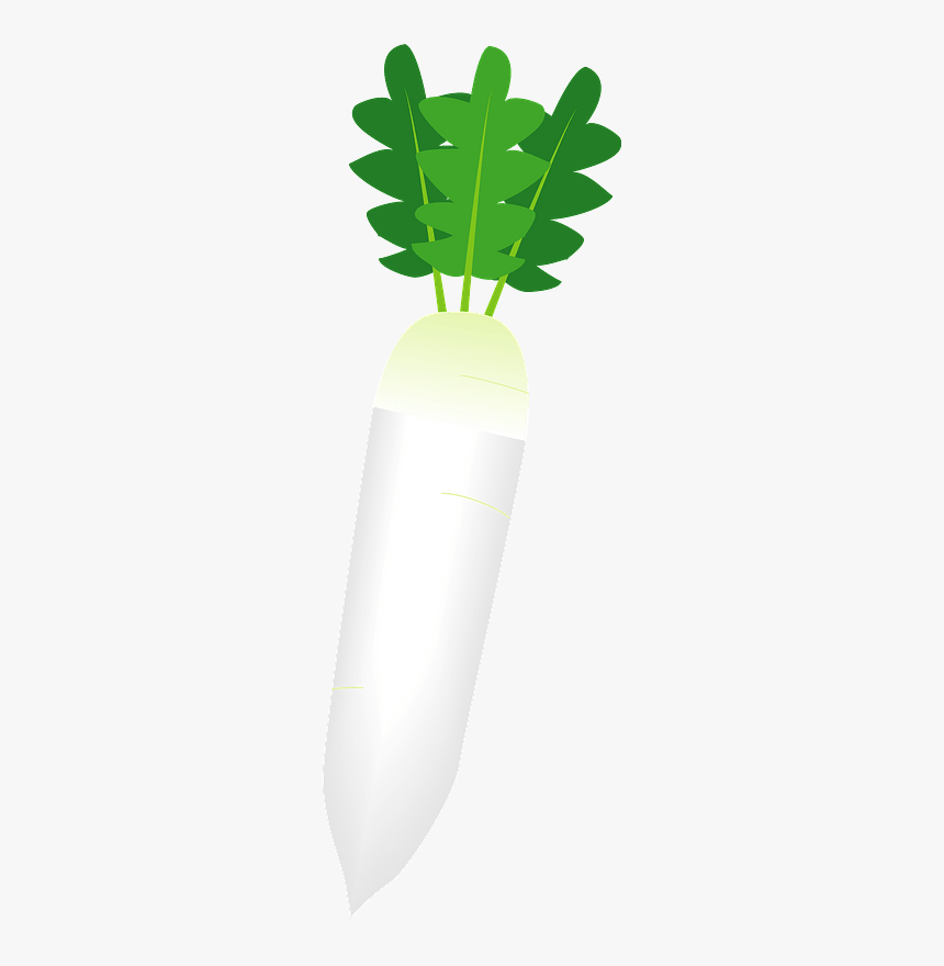 Daikon Radish Vegetable Clipart - Cylinder, HD Png Download, Free Download