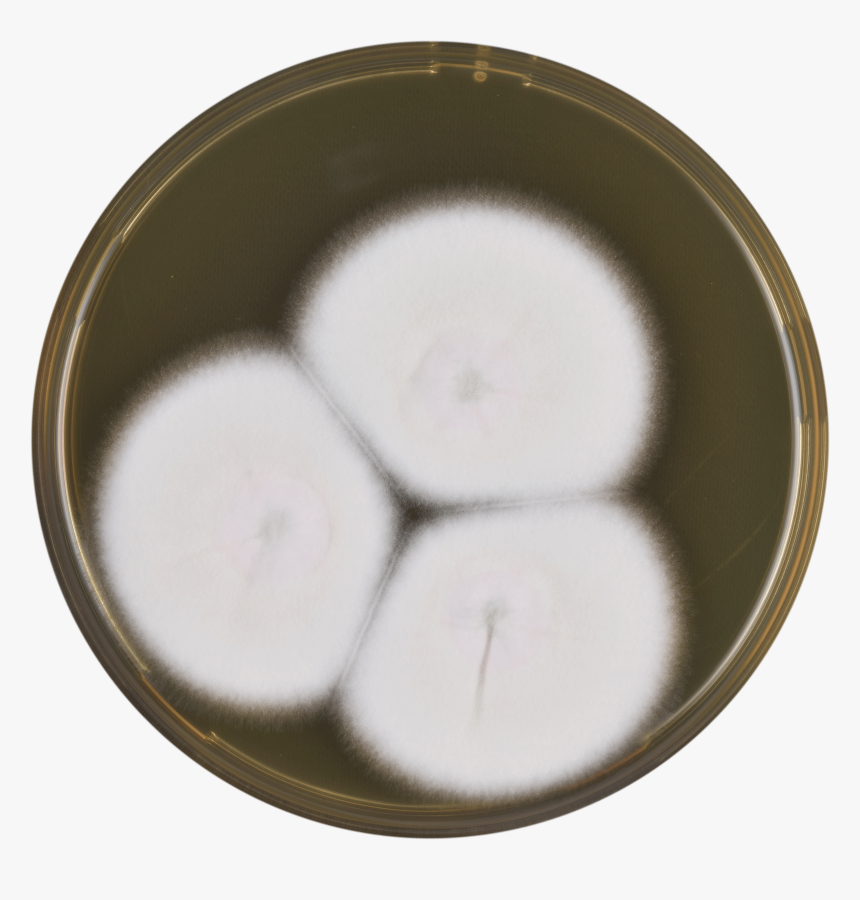 Aspergillus Neoglaber Meaox - Daikon, HD Png Download, Free Download