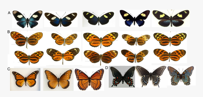 Research And Dark Sky Advocacy Are A Perfect Match - Monarch, HD Png Download, Free Download