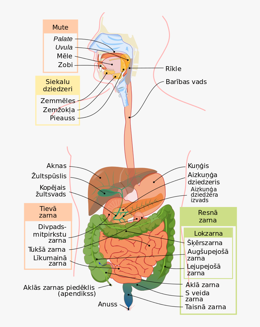 Antibiotics By Body System, HD Png Download, Free Download
