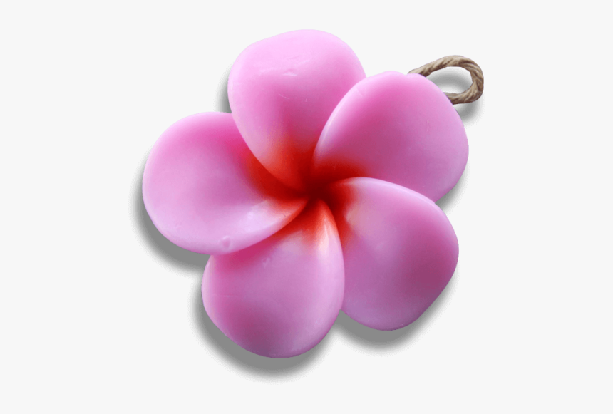 Pink Frangipani - Frangipani, HD Png Download, Free Download