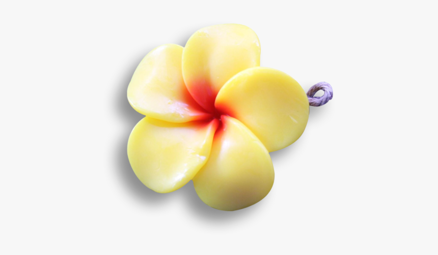 Frangipani Yellow - Frangipani, HD Png Download, Free Download