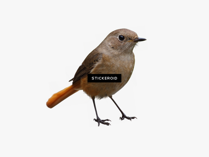 Bird , Png Download - Burung Png, Transparent Png, Free Download