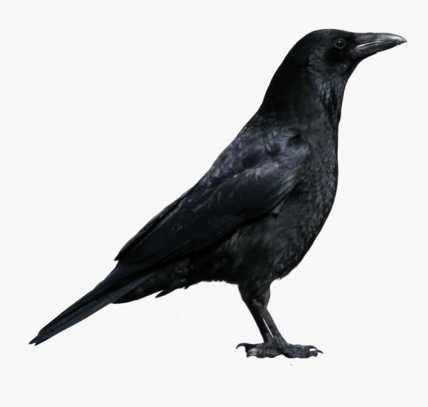 Bird Png Images, Transparent Png, Free Download