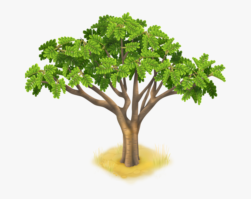 Hay Day Wiki - Acacia Tree Transparent, HD Png Download, Free Download