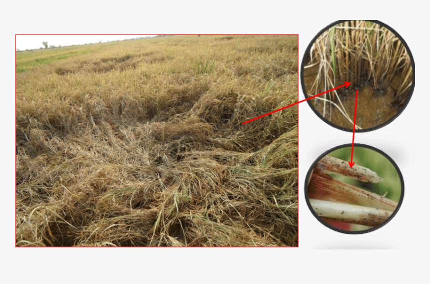 Stem Rot Of Rice, HD Png Download, Free Download