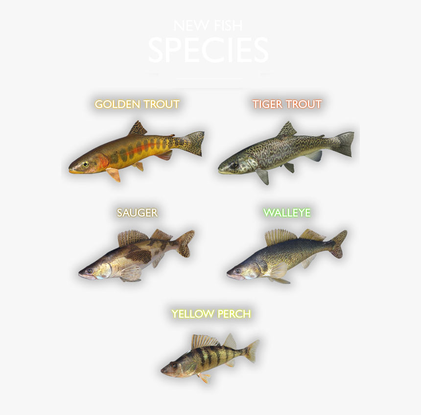 Transparent Swedish Fish Png - Trout, Png Download, Free Download