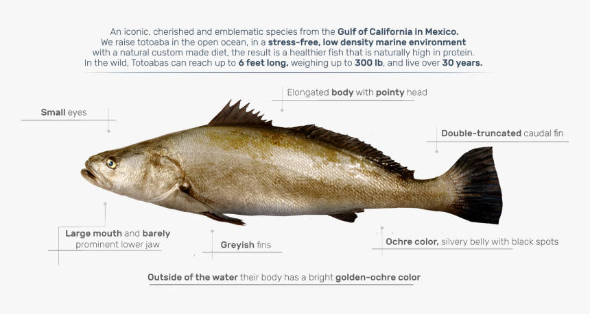 California Flounder, HD Png Download, Free Download