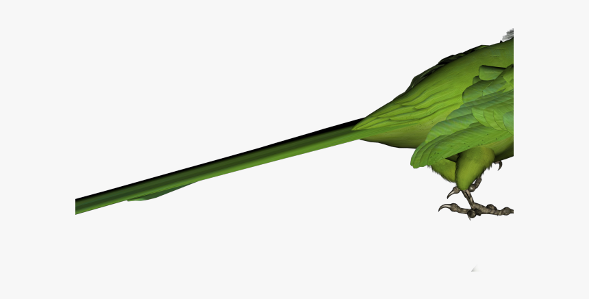 Green Parrot Cliparts - Parakeet, HD Png Download, Free Download