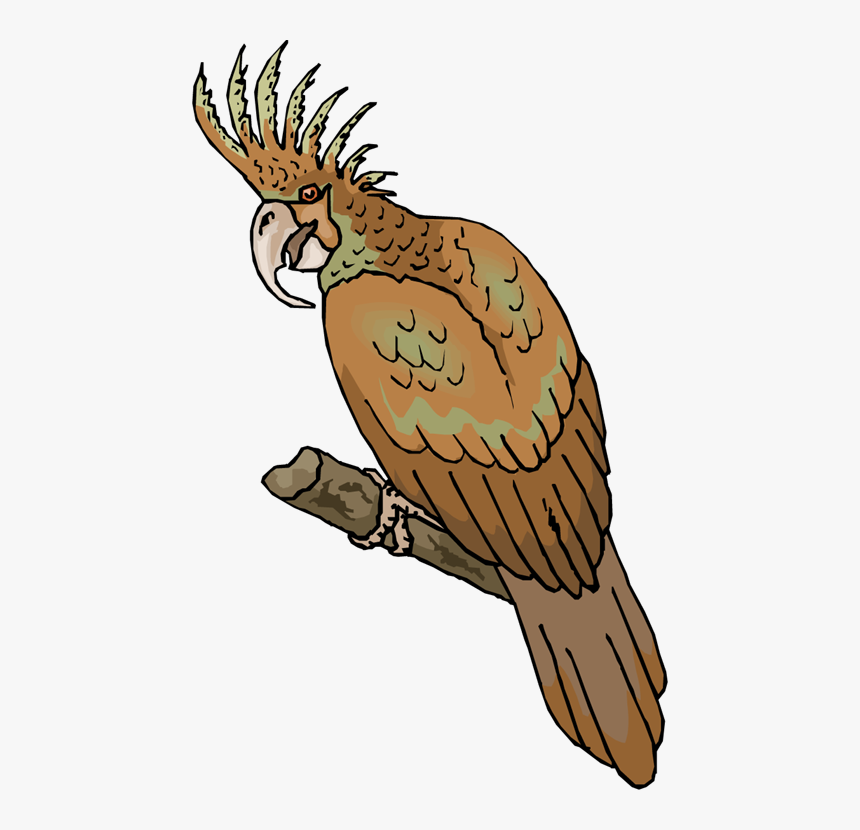 Macaw, HD Png Download, Free Download