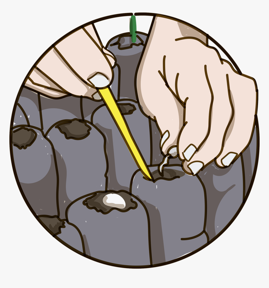 Dessin Graines Semis Png, Transparent Png, Free Download