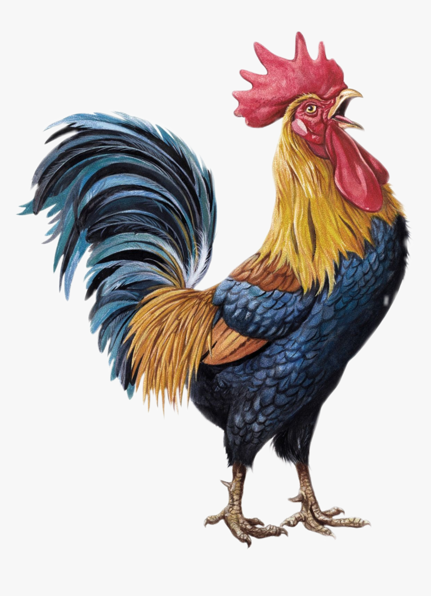 Stickers De Gallos, HD Png Download, Free Download