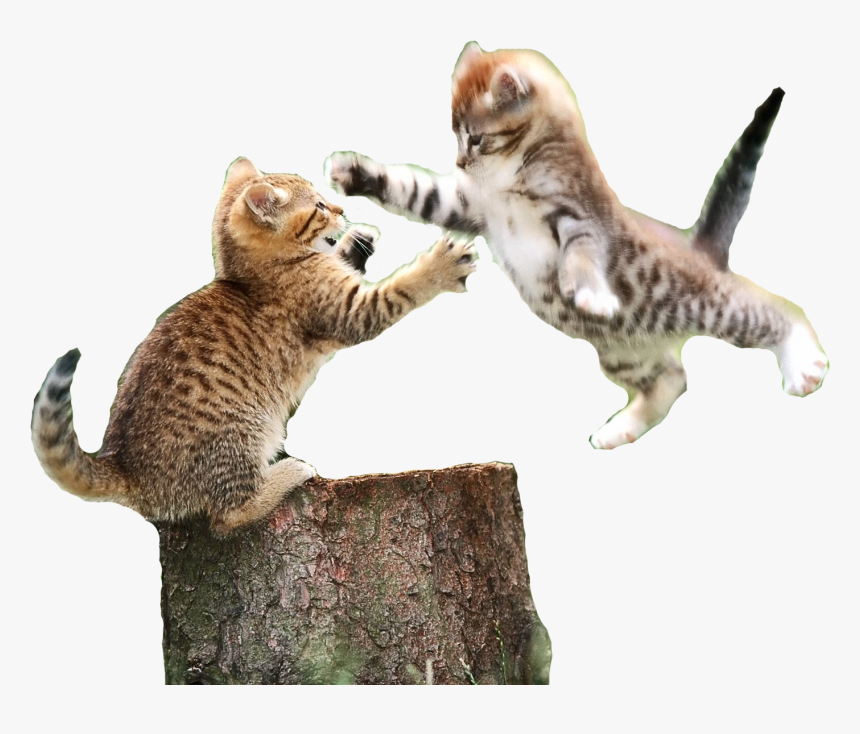 Fighting Cat Png Transparent, Png Download, Free Download