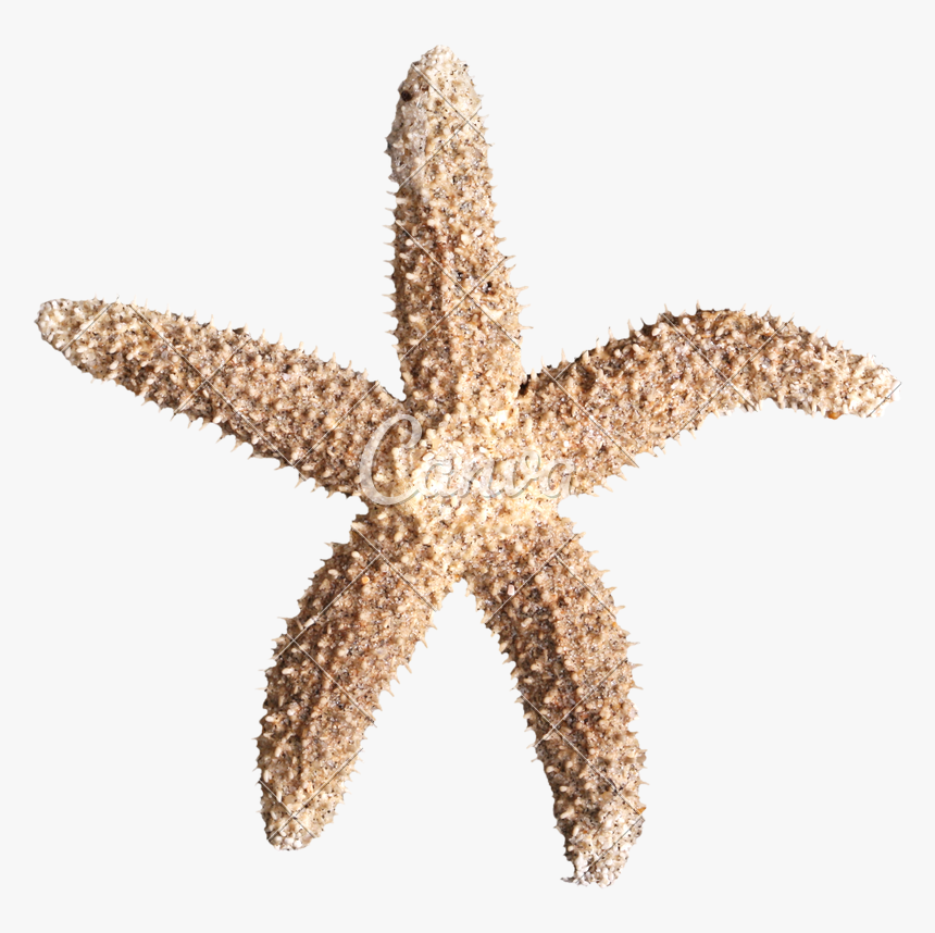 Starfish Png Free Pic - Starfish, Transparent Png, Free Download
