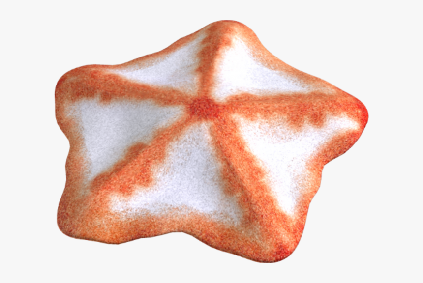 Starfish, HD Png Download, Free Download