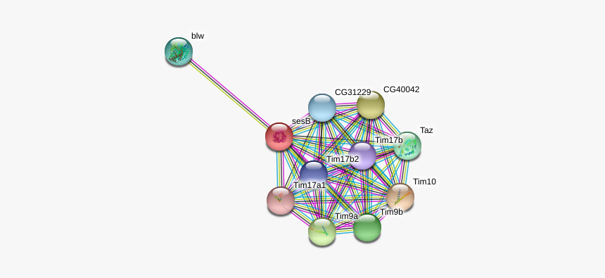 Sesb Protein - Circle, HD Png Download, Free Download
