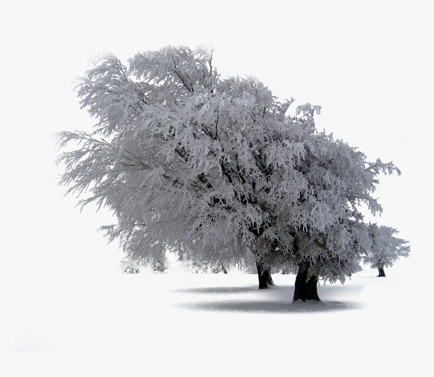 30 Snow Trees Png Photoshop Overlays, Backgrounds, - Snow Covered Landscape, Transparent Png, Free Download