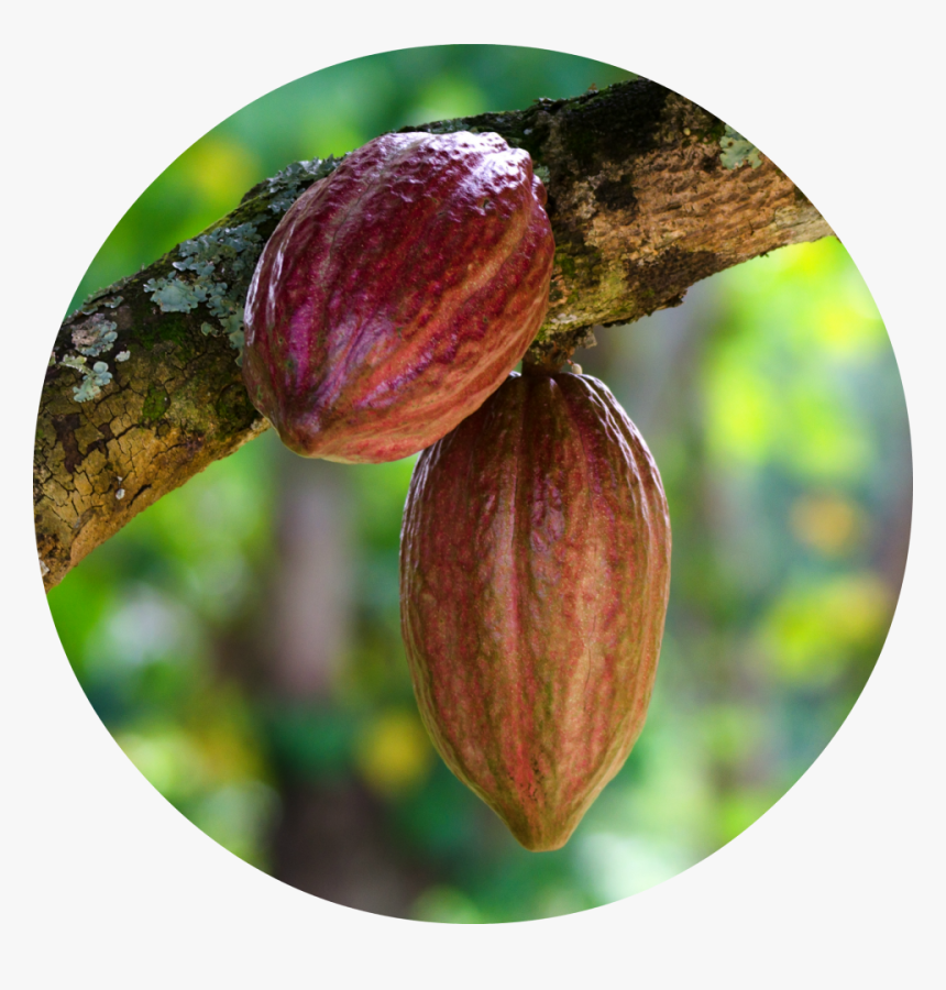 Cacao Png Image - Cacao Png, Transparent Png, Free Download