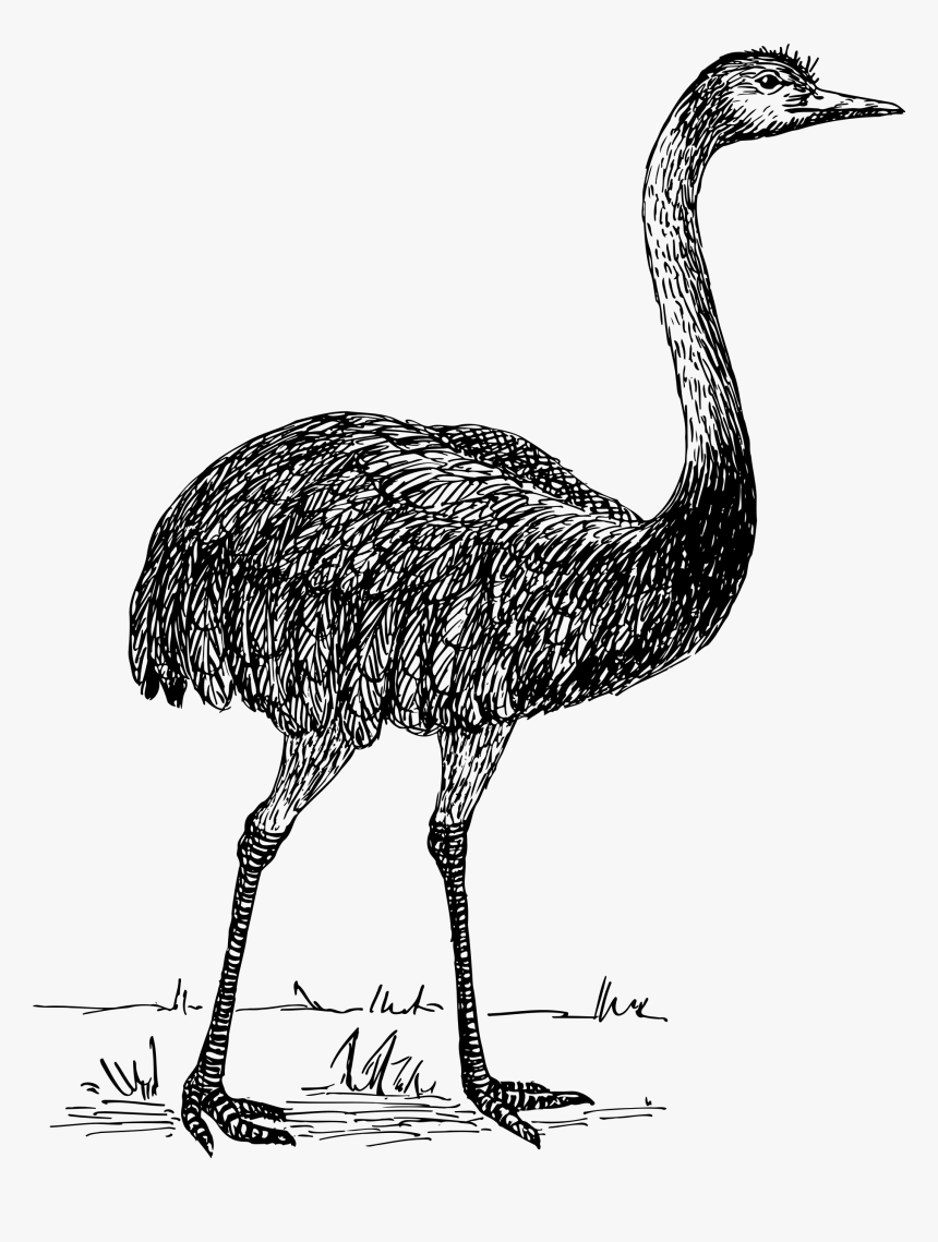 Transparent Ostrich Clipart - Emu Drawing Transparent, HD Png Download, Free Download