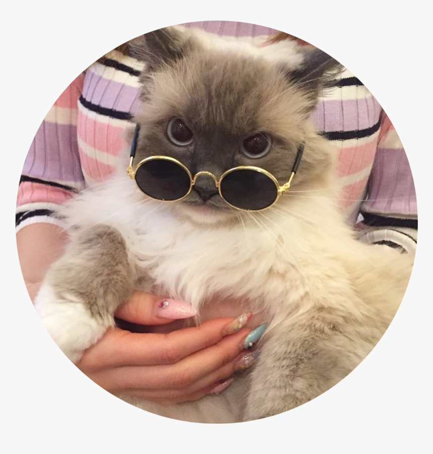 Cat With Glasses Aesthetic, HD Png Download, Free Download